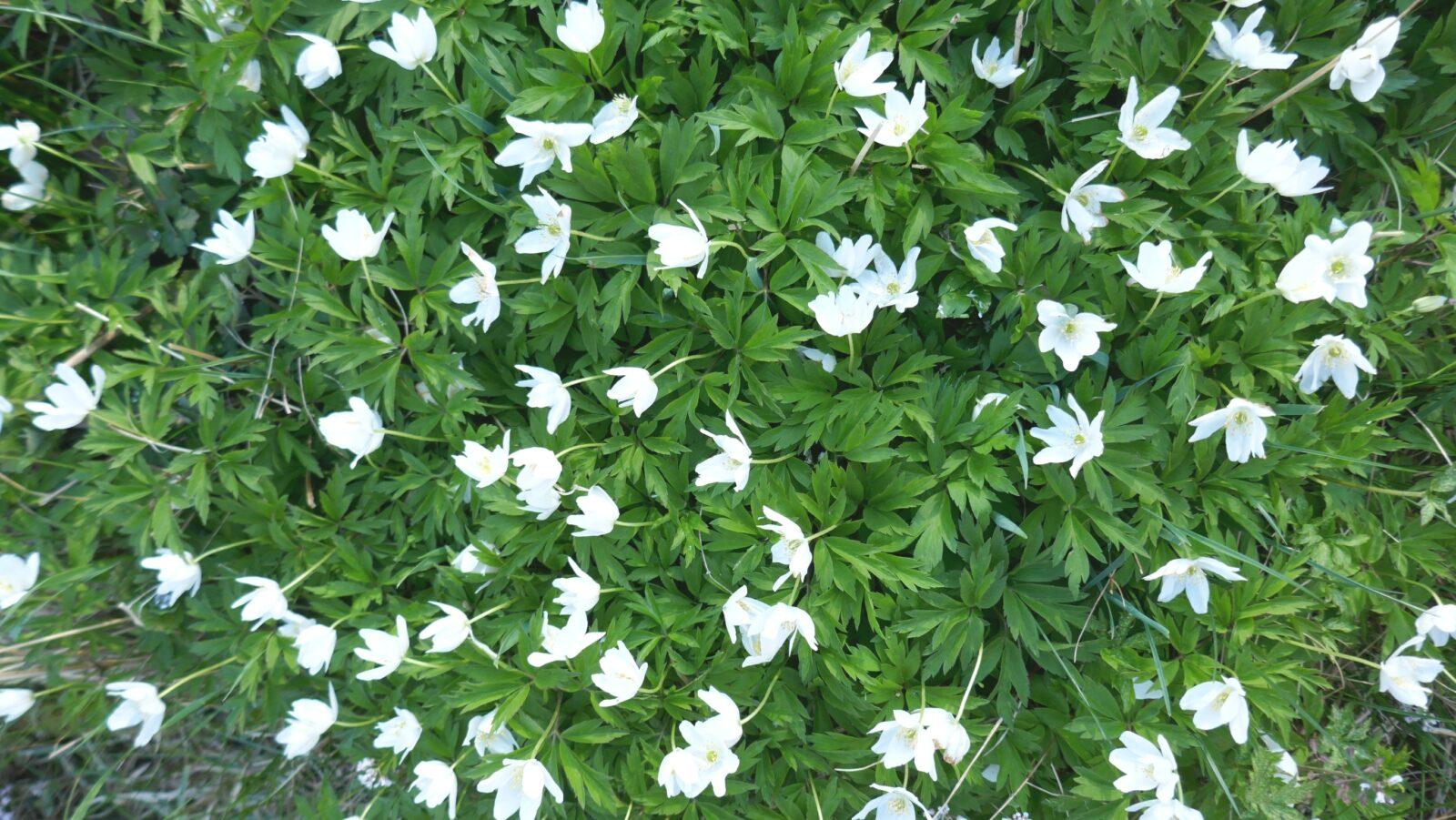 Blommande vitsippor