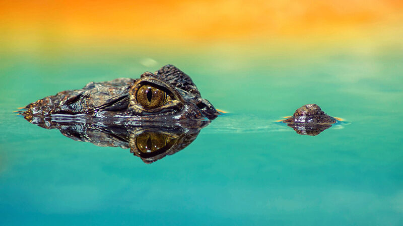 Toppen på krokodils huvud, med ögat synligt, sticker upp ur stilla grönblank vattenyta.