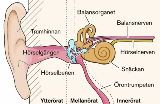 Hörselundersökningar - Hörsel och hörselskador - Allt om hörsel ...